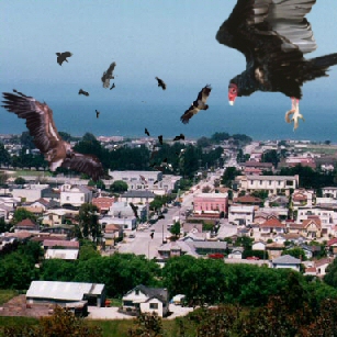 gone to the birds!!